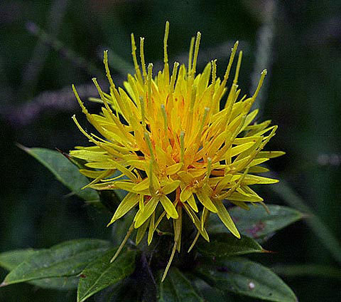 Picture 1 of Production of diabetes treatment insulin from rum flowers