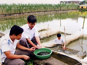 Picture 1 of Production of fish spotted by artificial method