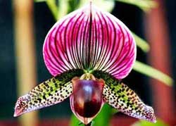 Picture 2 of Production of growing media for orchids from agricultural residues