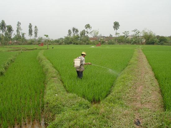 Picture 1 of Production of non-toxic pesticide preparations