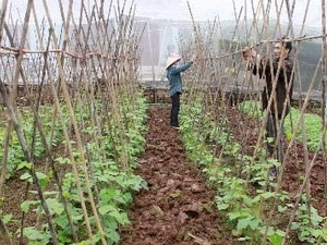 Picture 1 of Production of organic fertilizer from paper material bark