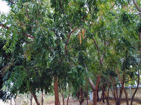 Picture 1 of Production of plant protection drugs from neem