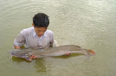 Picture 1 of Production of spotted fish with artificial breeding