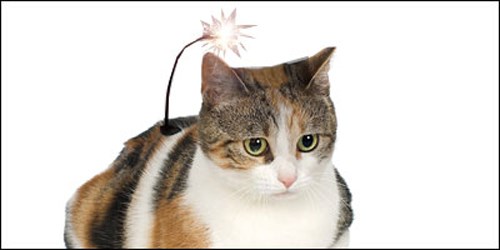 Picture 12 of Projects that turn animals into military weapons