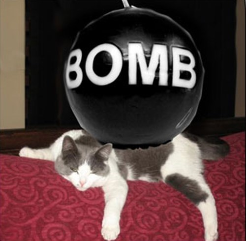 Picture 13 of Projects that turn animals into military weapons