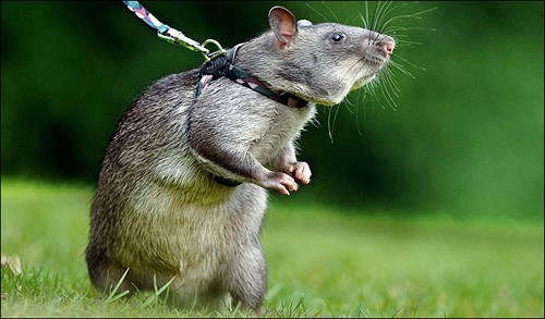 Picture 8 of Projects that turn animals into military weapons