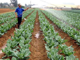 Picture 1 of Promote the application of high-tech agriculture