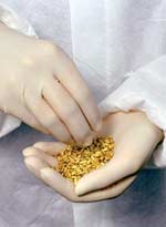 Picture 2 of Promoting precious genetic resources