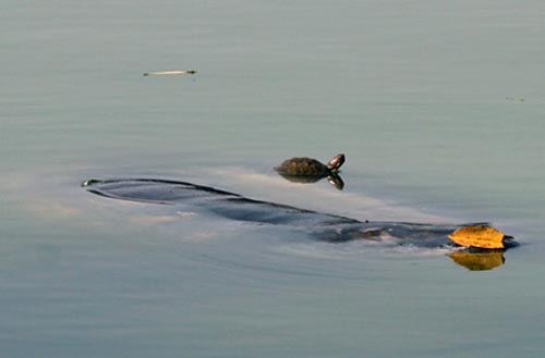 Picture 1 of Proposal to kill red-eared turtle of Sword Lake with net