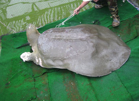 Picture 1 of Proposing not to attach devices to monitor Sword Lake Turtle