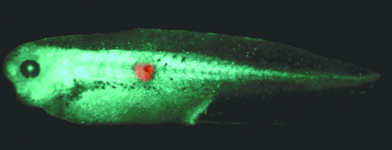 Picture 1 of Prospects for early detection of cancer by bioelectric signals