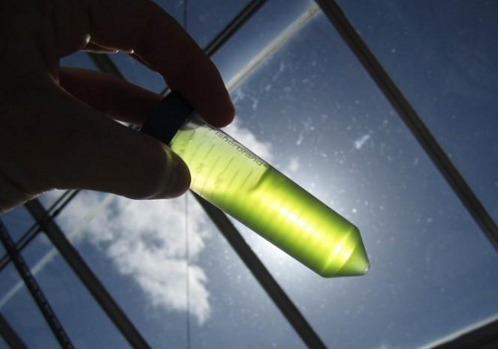 Picture 1 of Prospects to produce cancer medicine from algae