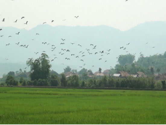 Picture 3 of Protection of a rare and precious herd of flocks in Muong Phang commune