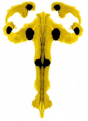 Picture 4 of Psychological test Hermann Rorschach