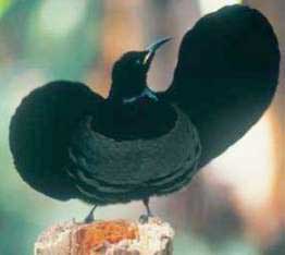 Picture 1 of Ptilonorhynchidae - Ptilonorhynchidae
