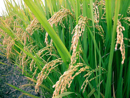 Picture 1 of Published a complete map of the genetic variation of rice