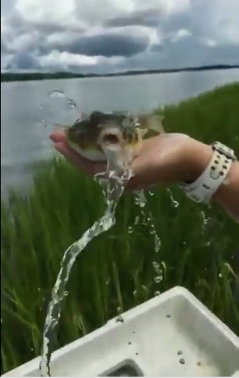 Picture 1 of Puffed puffer rushed with water to return to the original