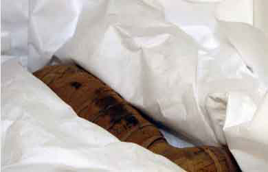 Picture 1 of Puppy mummy in the crypt
