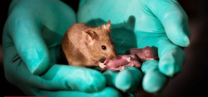 Picture 1 of Pups born from two gay mice