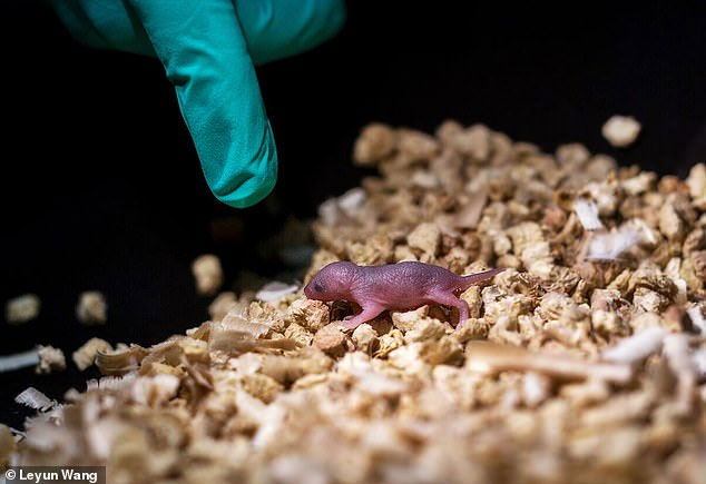 Picture 2 of Pups born from two gay mice