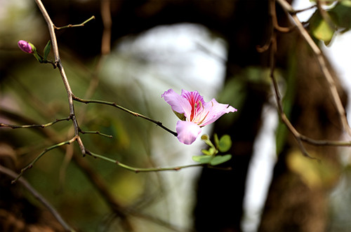 Picture 10 of Purple flowers in the North West between the spring of Hanoi