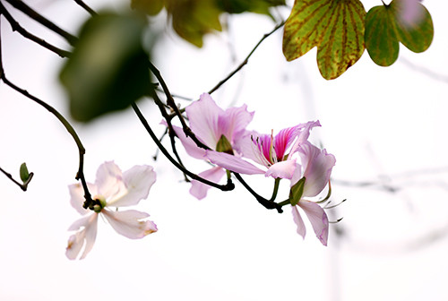 Picture 11 of Purple flowers in the North West between the spring of Hanoi