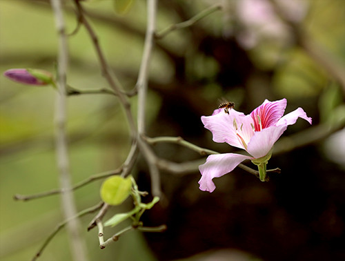 Picture 12 of Purple flowers in the North West between the spring of Hanoi