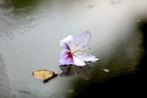 Picture 13 of Purple flowers in the North West between the spring of Hanoi
