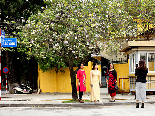 Picture 14 of Purple flowers in the North West between the spring of Hanoi