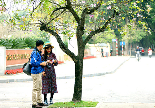 Picture 15 of Purple flowers in the North West between the spring of Hanoi