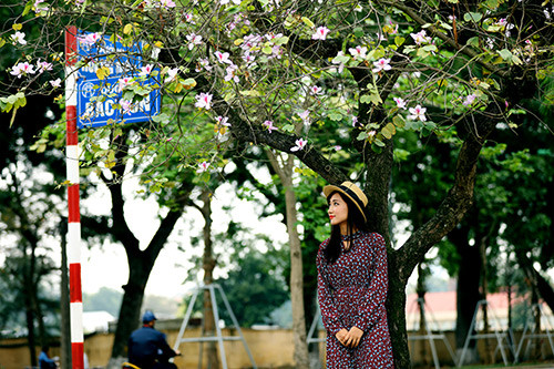 Picture 16 of Purple flowers in the North West between the spring of Hanoi
