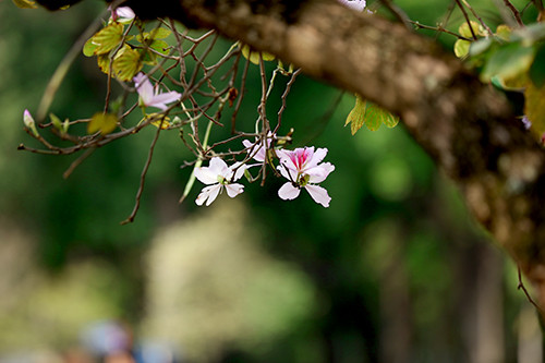 Picture 9 of Purple flowers in the North West between the spring of Hanoi