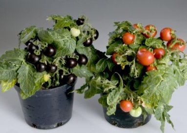 Picture 1 of Purple tomatoes kill cancer