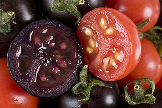 Picture 1 of Purple tomatoes were born