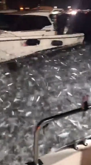 Picture 1 of Pursued, each other sardines jump on the fishermen's boat
