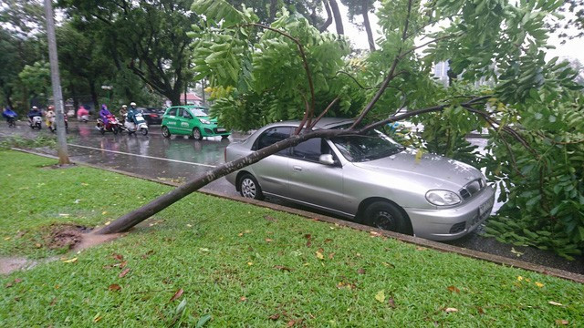 Picture 7 of Pushing on the door, my father saved my daughter from the car and was hit by an old tree