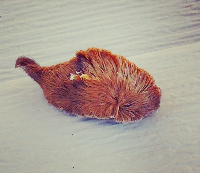 Picture 1 of Puss caterpillar: The