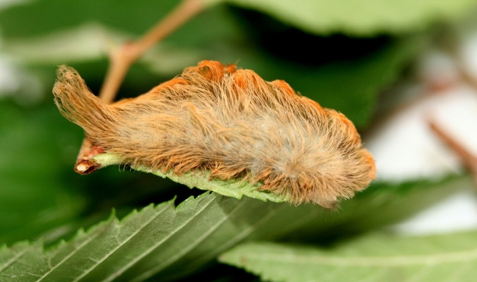 Picture 4 of Puss caterpillar: The