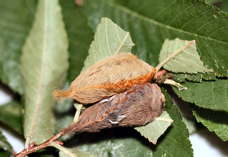 Picture 5 of Puss caterpillar: The