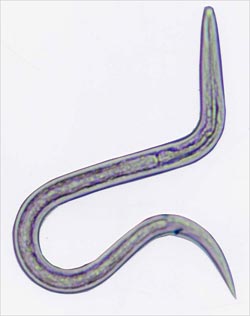 Picture 2 of Put parasitic worms on yourself