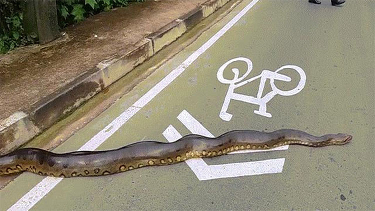 Picture 1 of Python anacoda giant crawling across the road, the people