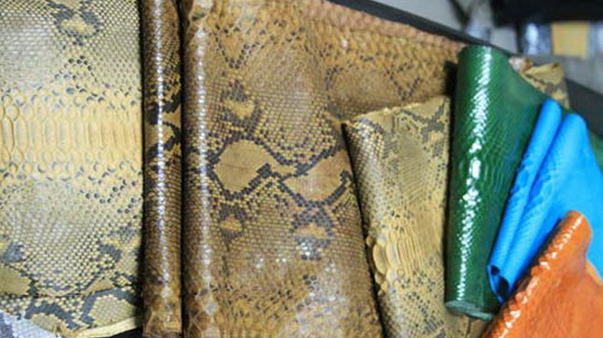 Picture 1 of Python is threatened by the problem of leather export