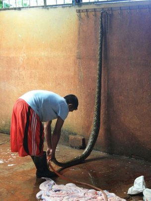Picture 2 of Python is threatened by the problem of leather export