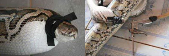 Picture 3 of Python is threatened by the problem of leather export