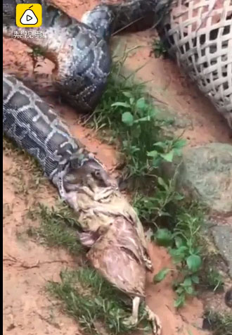 Picture 1 of Python pay 5 chickens to escape
