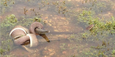 Picture 1 of Python swallowed crocodiles after the duel