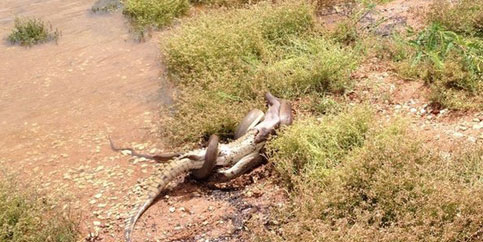 Picture 2 of Python swallowed crocodiles after the duel