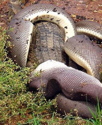 Picture 3 of Python swallowed crocodiles after the duel