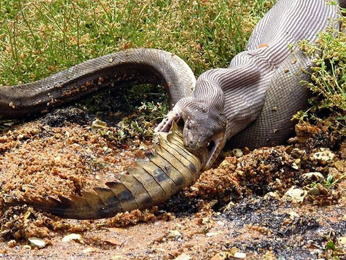 Picture 4 of Python swallowed crocodiles after the duel
