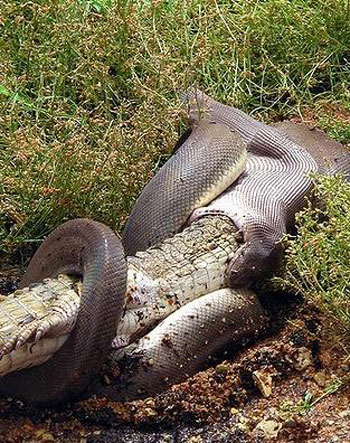 Picture 5 of Python swallowed crocodiles after the duel